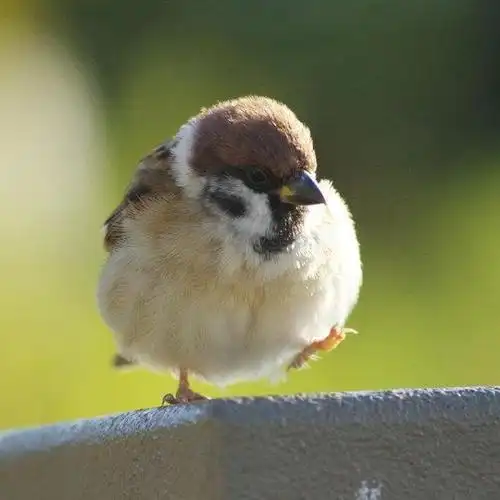原来麻雀这么可爱!