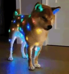 爆笑虐狗再牛气再拆家的汪星人也有克星熊孩子