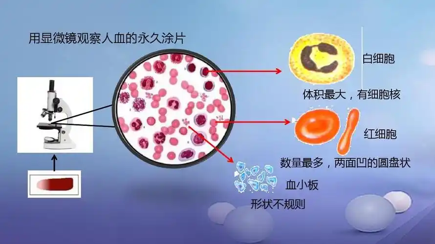 七年级生物下册4.4.1流动的组织__血液课件新版新人教版ppt
