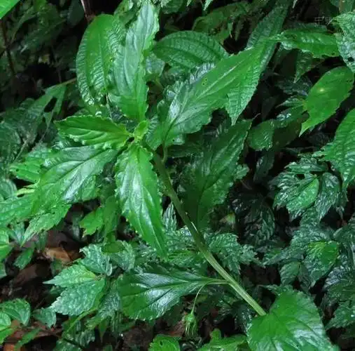 灵草是什么香料,一个在四川发扬光大的香料