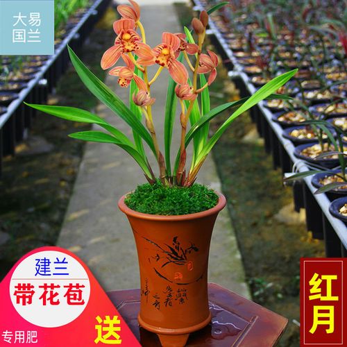 名贵兰花【红月】建兰老种浓香盆栽室内四季花卉绿植兰草兰花苗