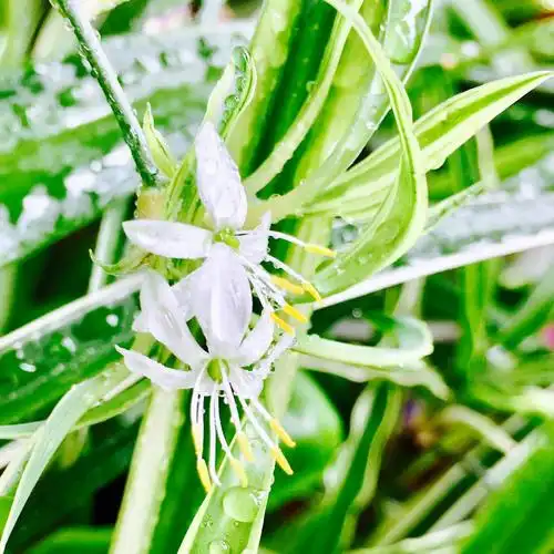 花卉摄影·吊兰花开