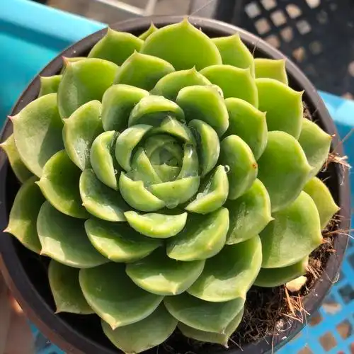 多肉酸橙辣椒9cm植物常春藤园艺大棚直销办公室多肉植物