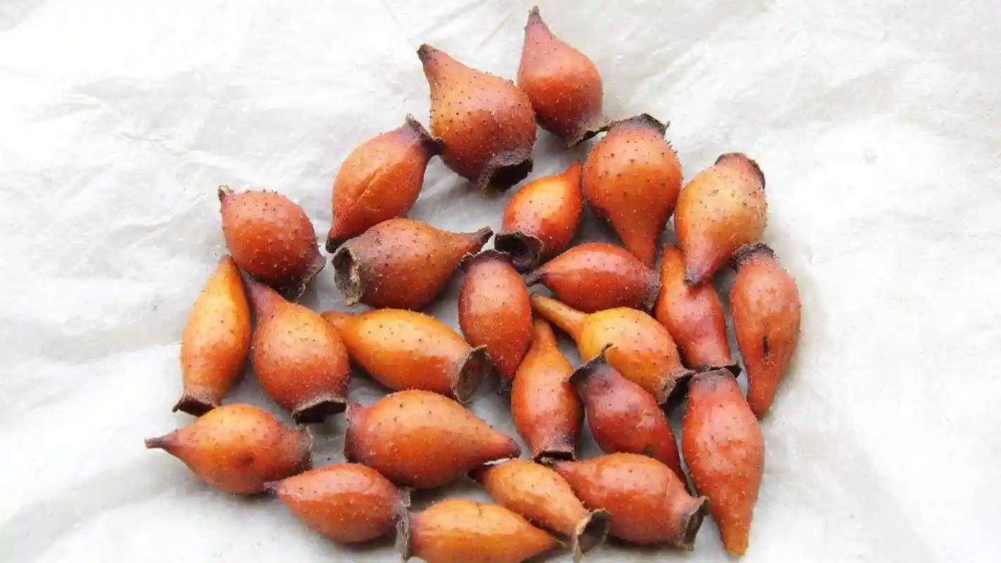 这种浑身长刺的野果,除了泡酒,还有很多作用,本地卖28元一斤