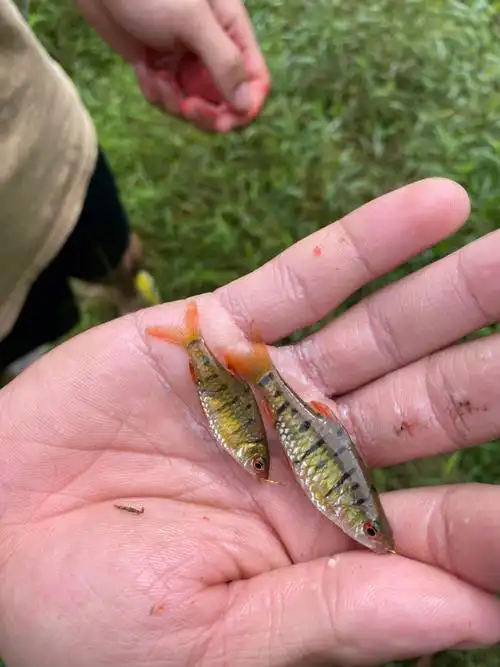 原生鱼条纹小鲃泥鳅溪吻虾虎红臂黑壳虾