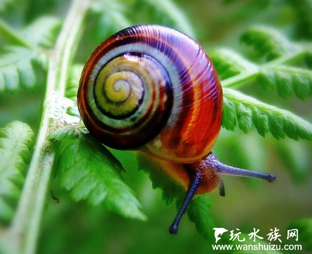 绚丽的丛林"糖果"——古巴彩色蜗牛
