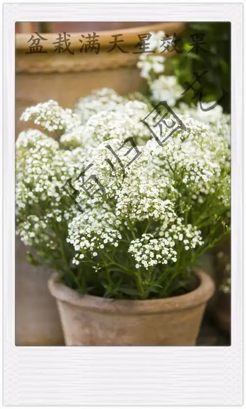 伊洛洛斯满天星多年生网红切花重品种可制干花10cm时令草本花卉