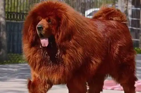 这只藏獒从獒王到流浪狗,再到高原战獒,其命运变化发人深省-第4张图片