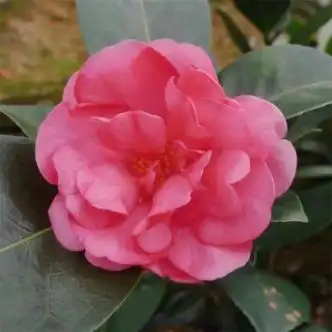 魔月  卉天下【夏日系列】四季茶花新品种夏梦七心小旋文清衍平带花苞