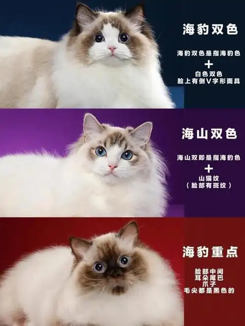 布偶猫海双图片 - 实验室设备网