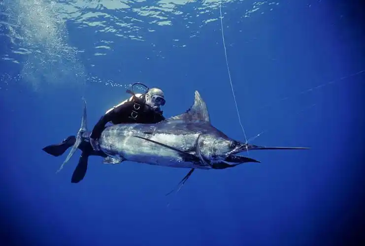 游泳,横图,水下,海洋,鱼类,黑色,摄影,观看,鱼钩,黑枪鱼,彩图,钓鱼