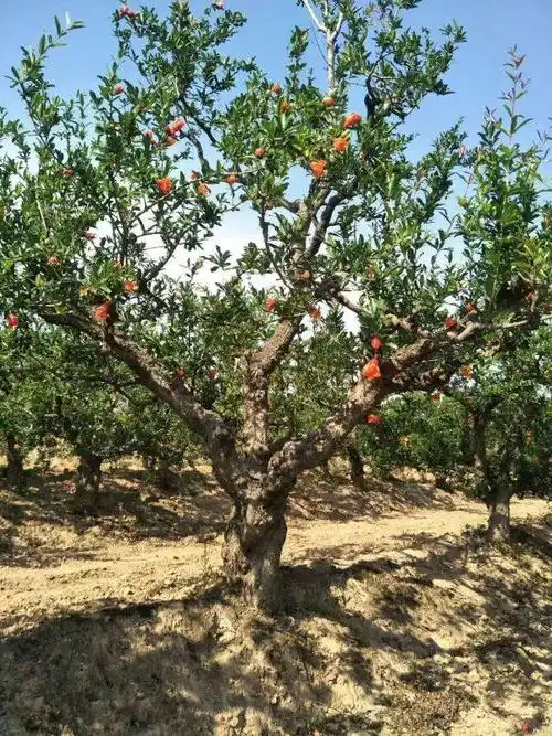 石榴树价格/丛生石榴树价格/12公分—15公分石榴树价格?