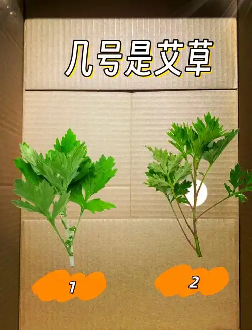 91艾草与艾蒿:一图区分两者97