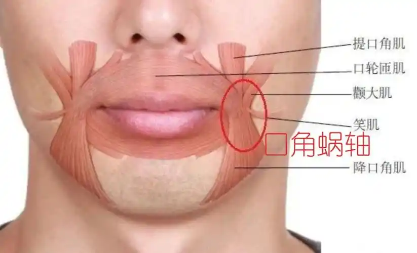 我们的嘴角在医学解剖上有一个专门名词,叫"口角蜗轴".