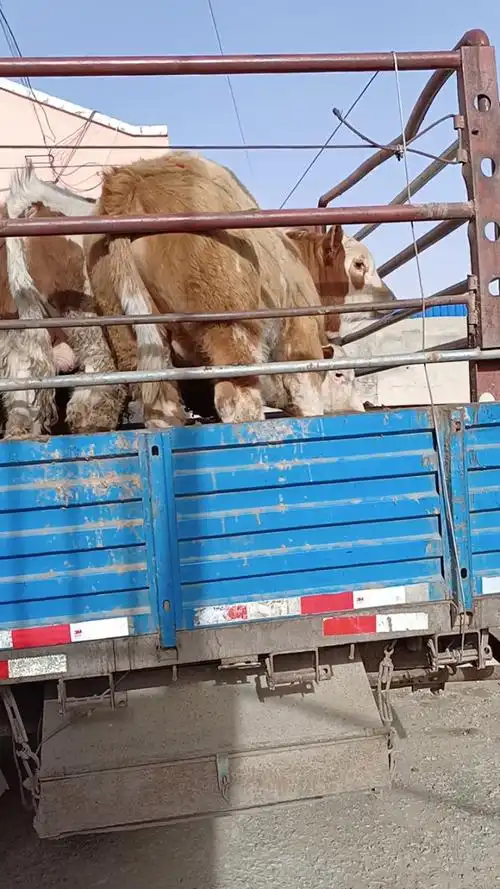 给重庆人拿下一车架子牛,6-700斤的,14000多点,贵不贵