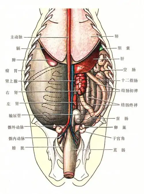 胃肠等器官体表投影位置的识别