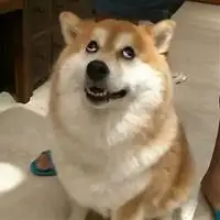 qq狗头像搞笑可爱的qq狗头像