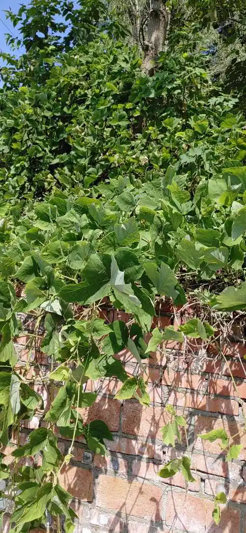 野葛根腾长这么好,有约去挖野葛根的吗?