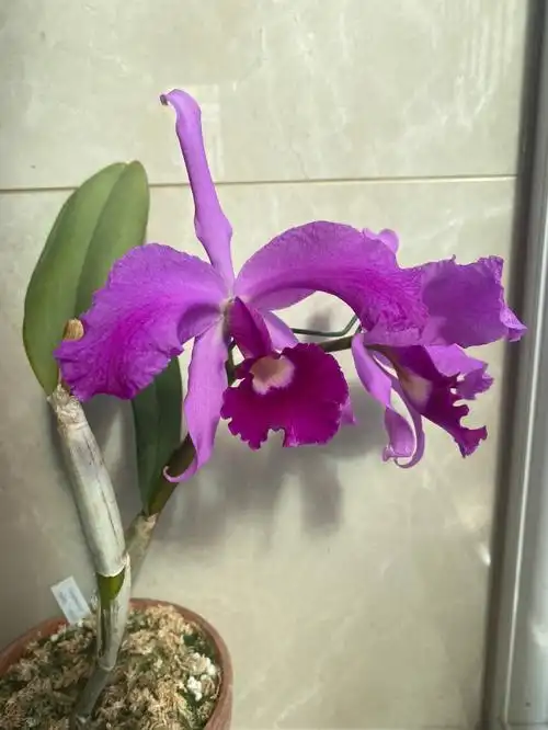 原生卡特兰劳伦斯