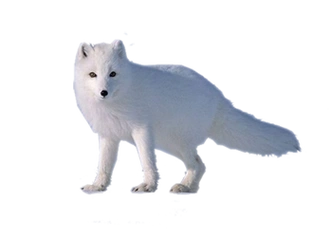 《小熊 白狐 仙人掌 月亮 桃花 干枝 红叶 茅草 红心 梅花 》 png自用