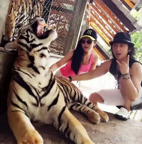 张淇老婆晒游客照夫妻俩近距离接触抚摸大老虎太勇了