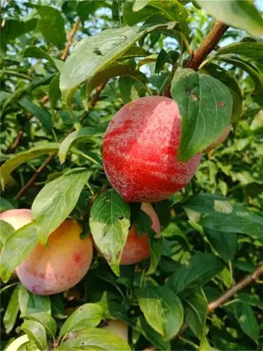 秋姬李子品种介绍|秋姬李子苗多少钱一棵