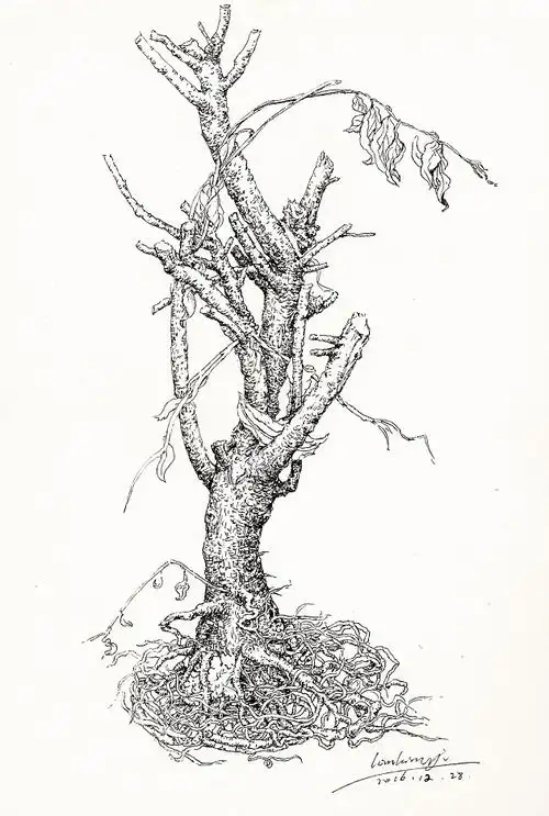 枯树写生|纯艺术|绘画|林林伊 - 原创作品 - 站酷 (zcool)