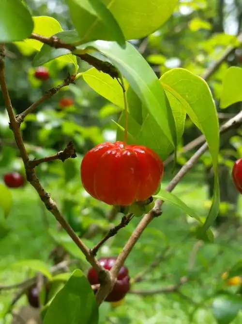 亲近植物园之红果子(二)