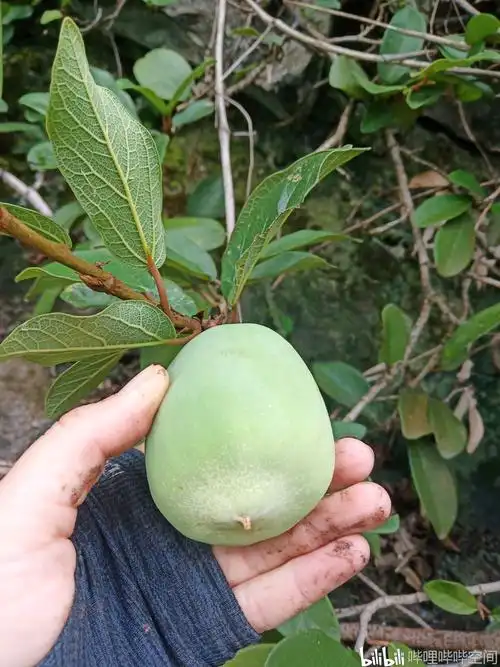 城里人第一次见三种凉粉果,三选一选(蒙)对了哈哈哈