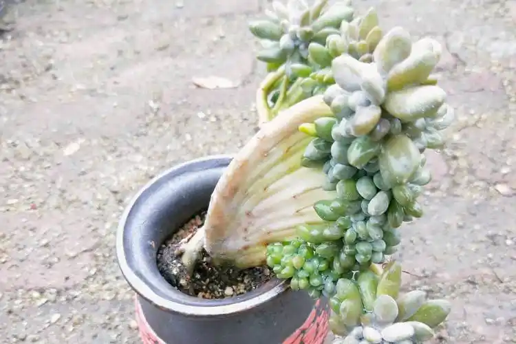 原创多肉缀化博人眼球醉美人缀化畸形生长造型独特