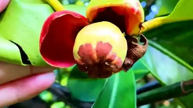 山竹贵有贵的道理,因为五年开花结果采摘麻烦,以后可别说它贵了哈!