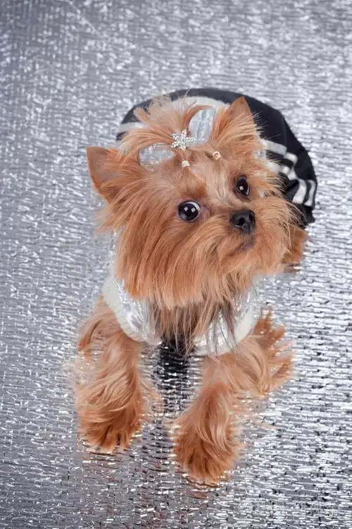 约克夏犬银色背景