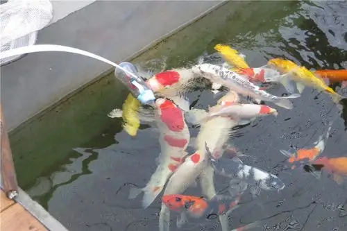 吃奶鱼批发 奶嘴鱼 六一礼物观赏鱼幸运鱼吃奶锦鲤