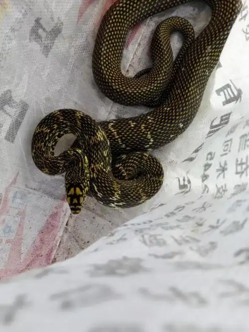 暂未定制 其他回答 无毒 | 发布于2016-07-08 16:56  评论 菜花蛇