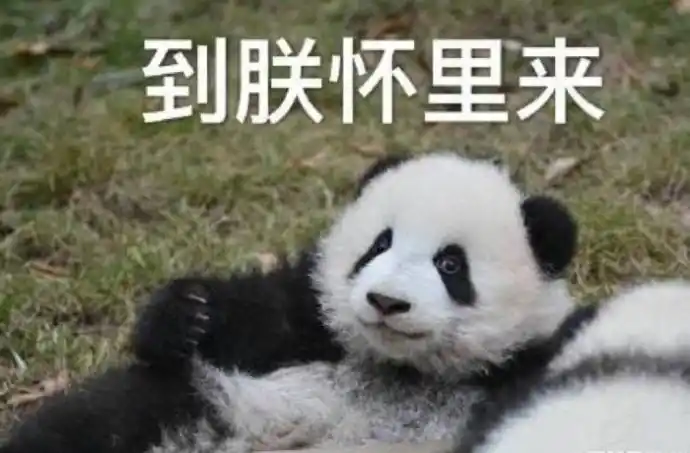 国宝大熊猫滚滚表情包