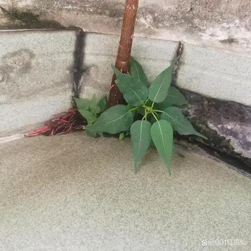 菩提树的根是什么颜色