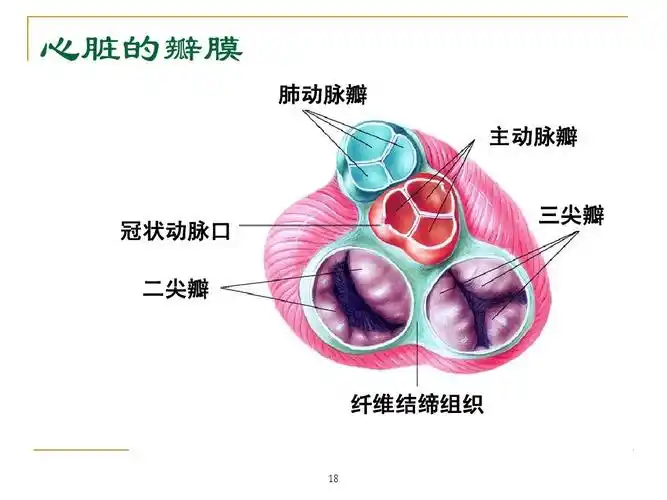 心脏的瓣膜 肺动脉瓣 主动脉瓣 冠状动脉口 二尖瓣 三尖瓣 纤维结缔