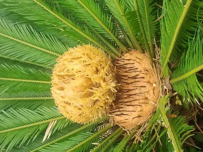 手机拍摄到的雌雄铁树开花照片