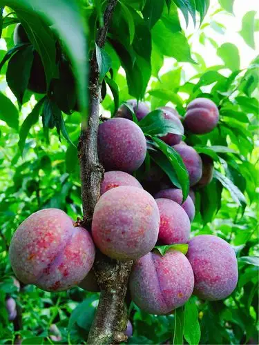 【早读18150】走进钱排镇,品味三华李