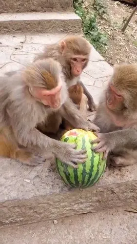 猴子们真的太可爱了一只吃西瓜另外的两只盯着看