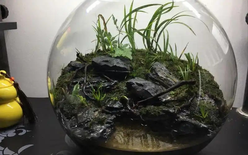 造景〗10升圆形缸/水陆小世界 (上)