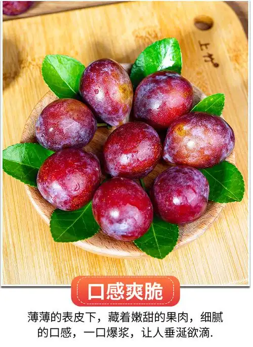 新疆西梅 正宗喀什法兰西西梅大果当季整箱应季孕妇新鲜水果杏梅梅子