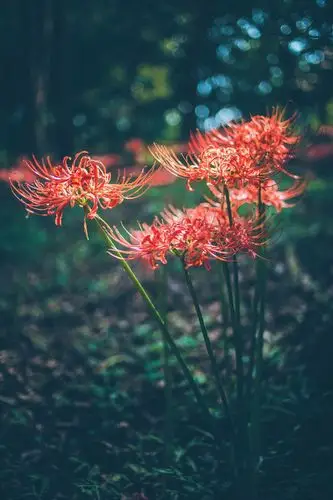 【彼岸花--曼珠沙华】"彼岸花,开一千年,落一千年,花叶永不相见.