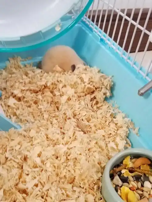 7月2日在植物园游乐园买的米熊好可爱