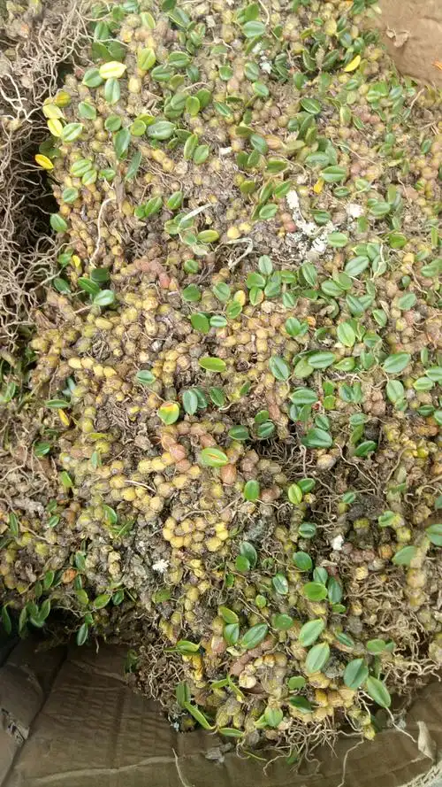 今天现场了解金钗的分类