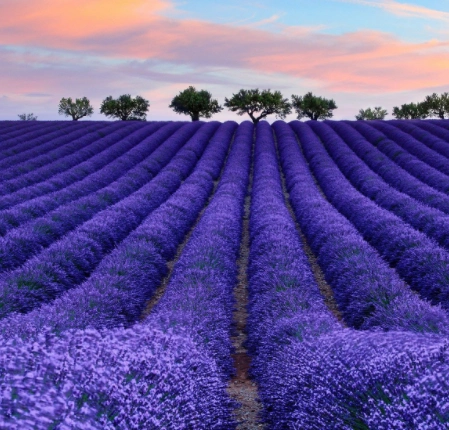 浪漫的诱惑抵不住薰衣草的真实吗?_第一化妆网