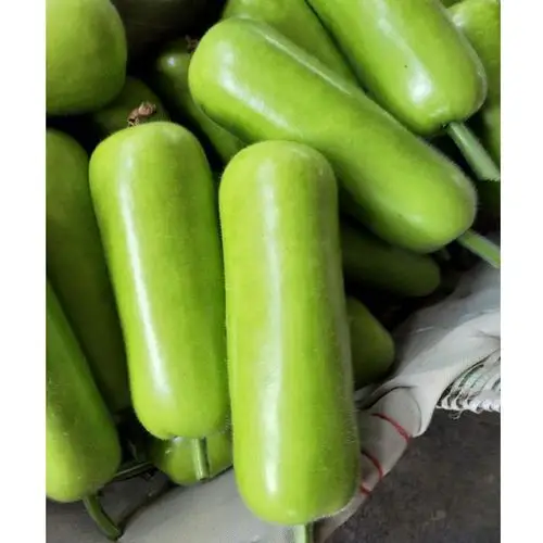 suntoday early mature vegetables green bottle gourd seeds for