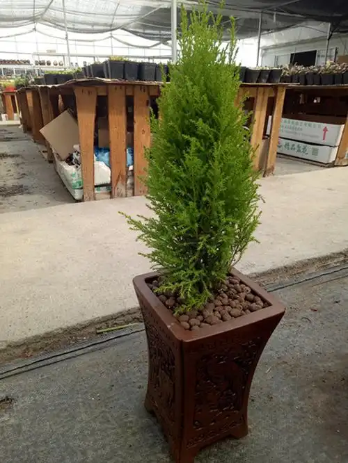 园艺小香松盆栽室内棒棒糖圣诞小松树香冠柏室外皮球松绿植四季常绿