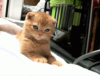 先来一大波搞笑动图