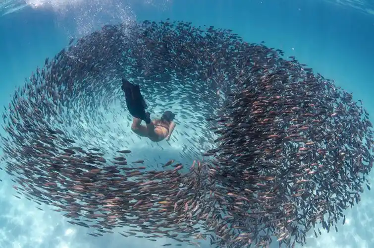 澳美女潜水员邂逅鱼群风暴仿佛被吸进去